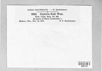 Mycosphaerella rubi image